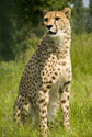 Cheetah Sitting Tall